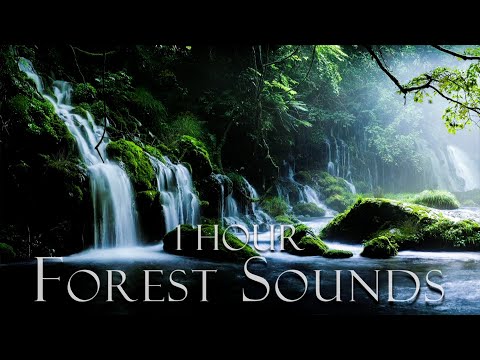 Relaxing nature sounds for stress relief | Forest Ambience | Relaxing sounds youtube