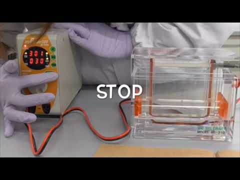 生命科学部　授業紹介（タンパク質の電気泳動）