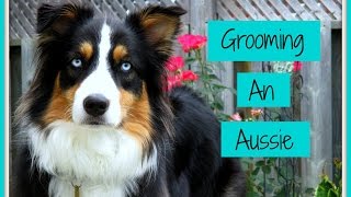 Grooming an Australian Shepherd (Step-by-Step Process)| Life With Aspen|