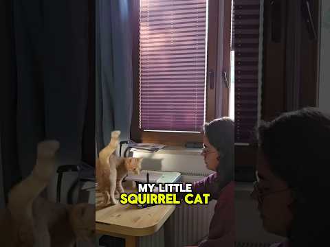 Day in life of Country Gamedev Life