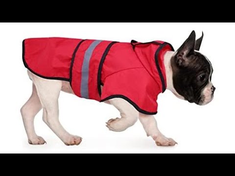 Top 10 Dog Raincoats You Can Buy  June 2023