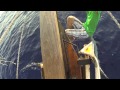 Delfine Am Boot