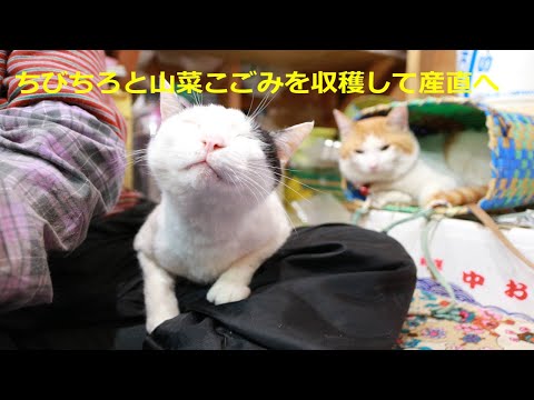 ちびとちろと山菜こごみを収穫して産直へ　220502