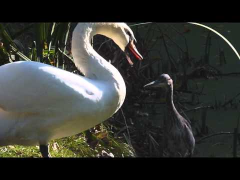 Swan & Heron v Snake! HD