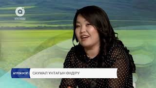 Саумал ұнтағын өндіру