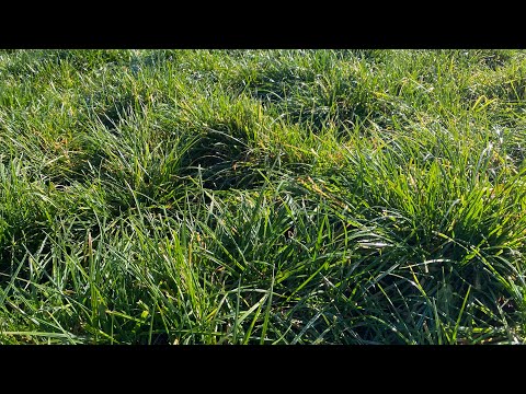 肥料は牧草地や牧草地の「ポートフォリオ」にダメージを与える