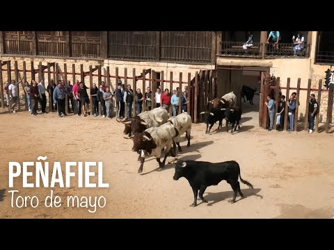Peñafiel 2024 Toro de Mayo