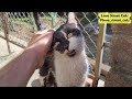 An Old Tuxedo Cat Calls Out Loudly Through The Street Love Street Cats