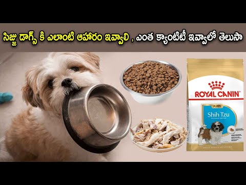 What Kind of Food Should Be Given to Shih Tzu Dogs | #CucuShihTzu | Cucu Latest | Pet Care in Telugu