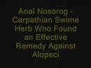 Anal Nosorog - Carpathian Swine Herb