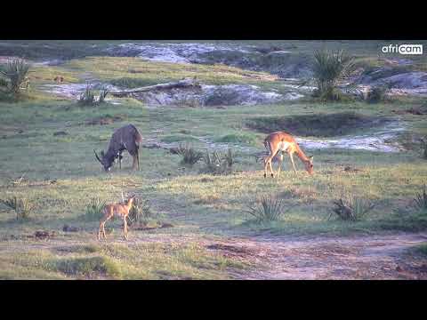 Impala fawn at Tembe.