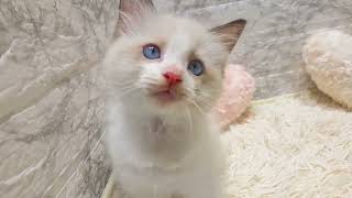 ハーフ犬の動画01