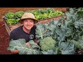How To Grow Huge Broccoli Crowns 3 Easy To Follow Tips