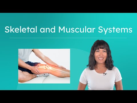 Skeletal and Muscular Systems - Structure, Function, and Movement