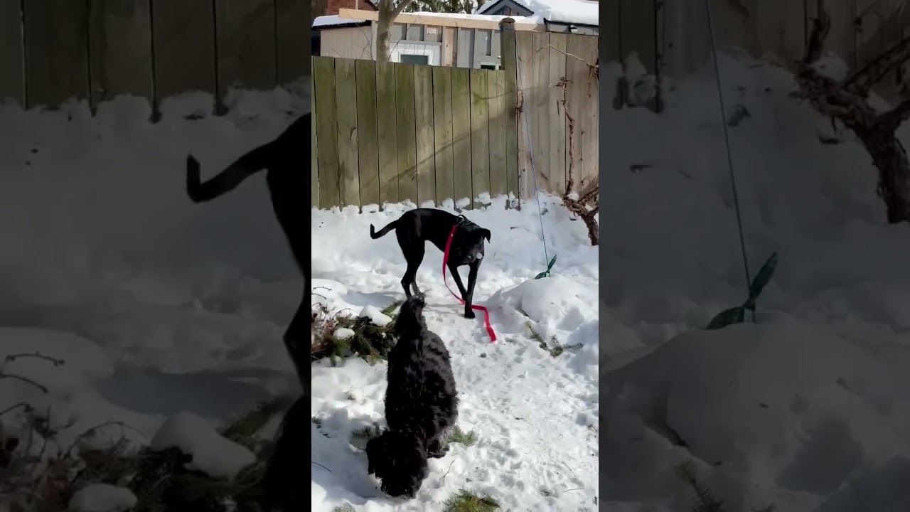 Enlarge Polly, a ADOPTABLE mixed breed in Almonte, ON video 6/6