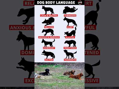 Dog Body Language - Dog to English Translation 🐶#shorts