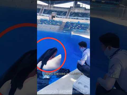 This Whale’s Reaction Will SHOCK You! 🐋🤯 #shorts