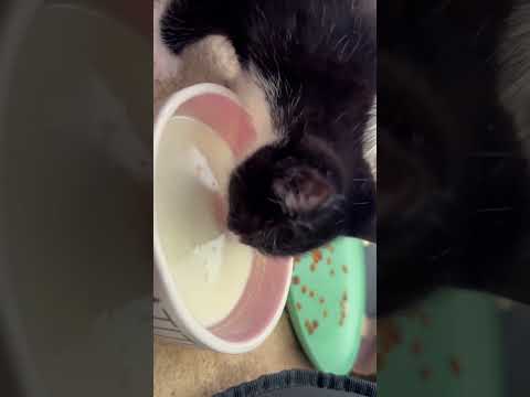 Day 39 Baby kitten’s first KMR liquid milk supplement #kitten #kmr #milk #asmrsounds use headphones