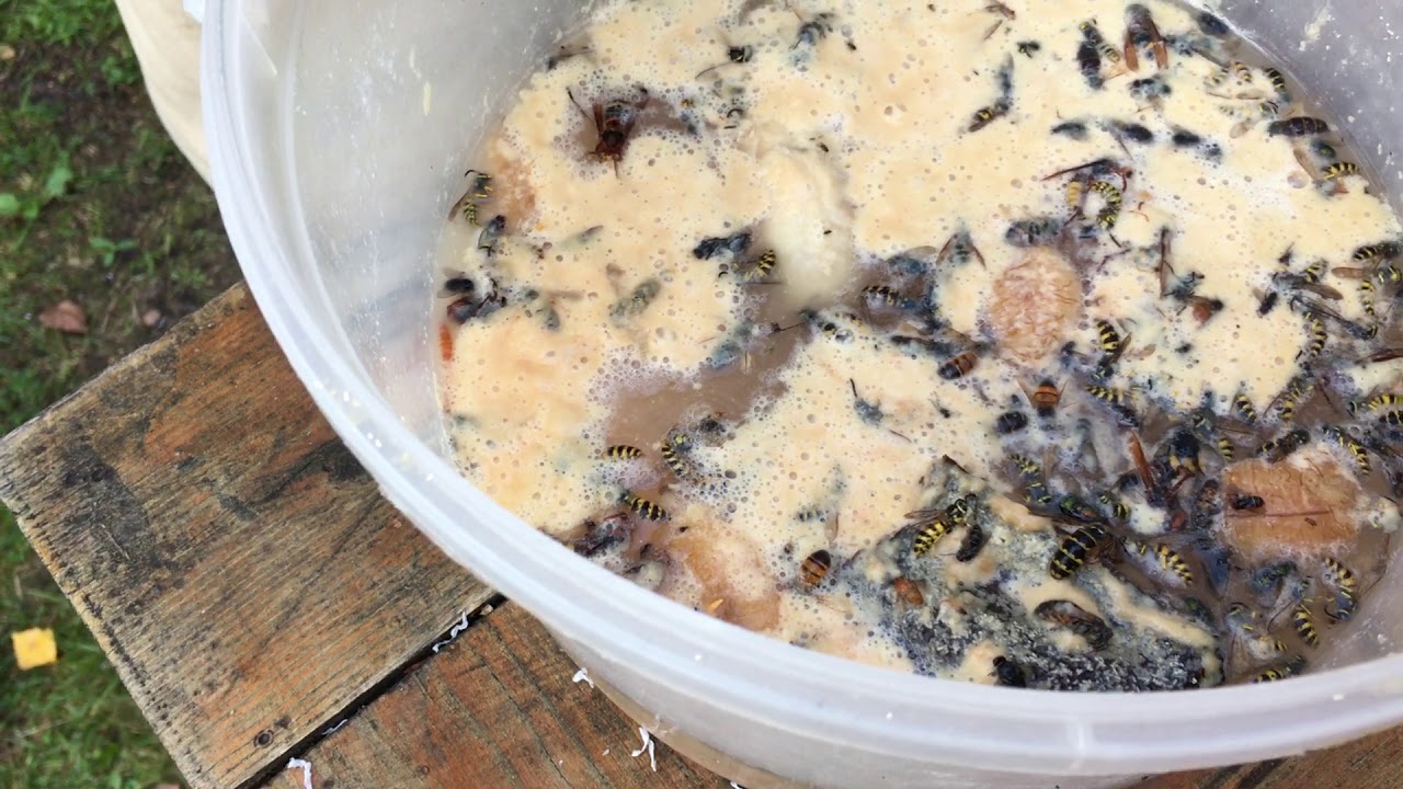 Pułapka na osy i szerszenie