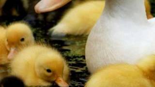 I Love, Tom T Hall, Little baby duck song