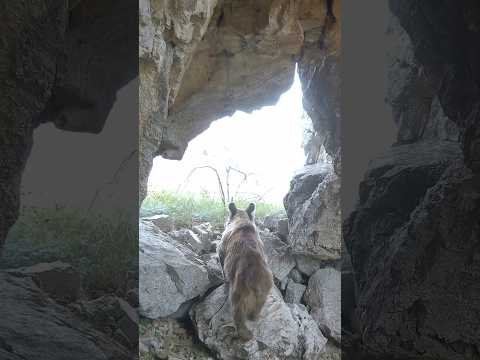 Mağaraya fotokapan kurdum. İşte sonuçlar. 👀