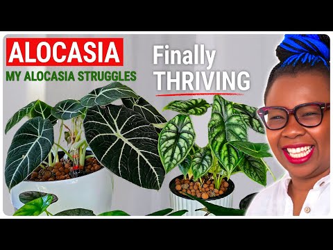 Alocasia Struggles SOLVED: The New Routine That Saved My Collection
