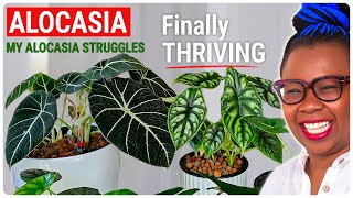 Alocasia Struggles SOLVED: The New Routine That Saved My Collection