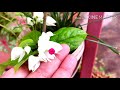 Care on Clerodendrum thomsoniae (bleeding heart)