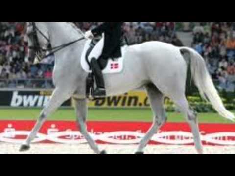 Tribute To Blue Horse Matine And Andreas Helgstrand