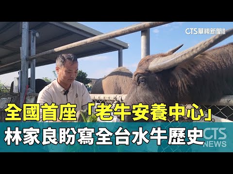 全國首座「老牛安養中心」　林家良盼寫全台水牛歷史