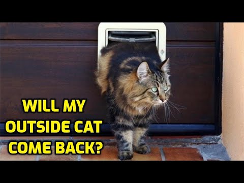 Will My Cat Come Back If I Let It Outside?