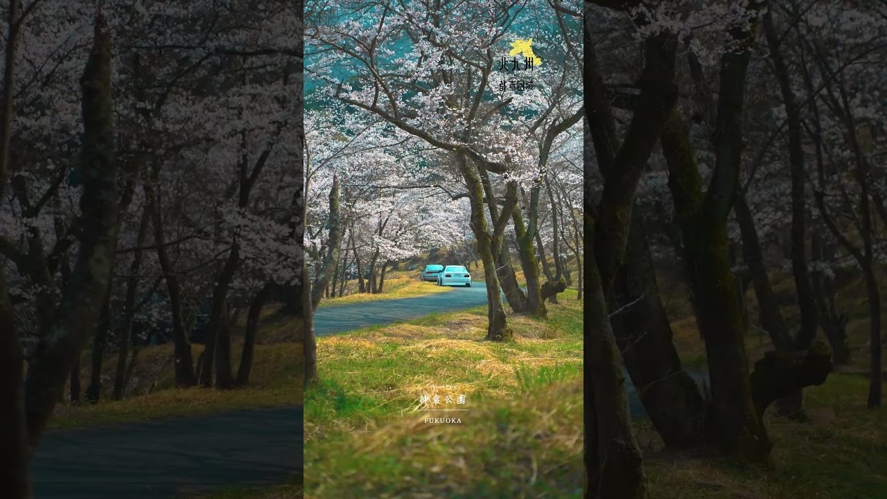 福岡にある『桜の絶景スポット』に行ってきた！