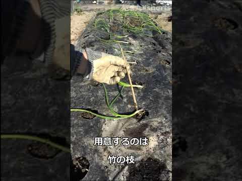 マグノリアをいつ地面に植えるのですか？どのように進めればよいでしょうか？方法、メンテナンス、病気  庭園