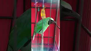 Download lagu PANCINGAN CUCAK IJO BIAR EMOSI mp3