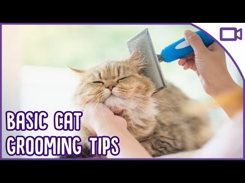 Basic Cat Grooming - TOP TIPS!