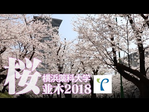 横浜薬科大学 桜並木 2018ver