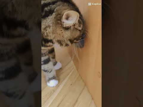 Леденец для кошек. Кошачья мята. Лакомство для кошек. Дразнилка. - фото 1 - id-p1984960334