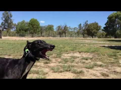 Snozi Goes for a Run