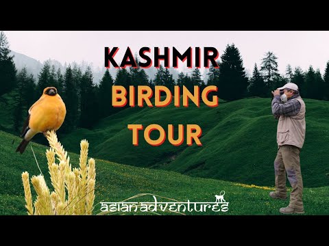 Kashmir Bird Watching Tour