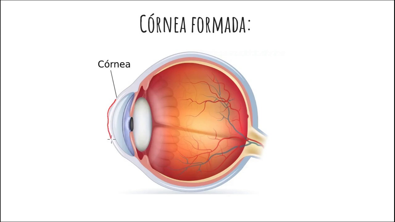 Embriologia da Visão