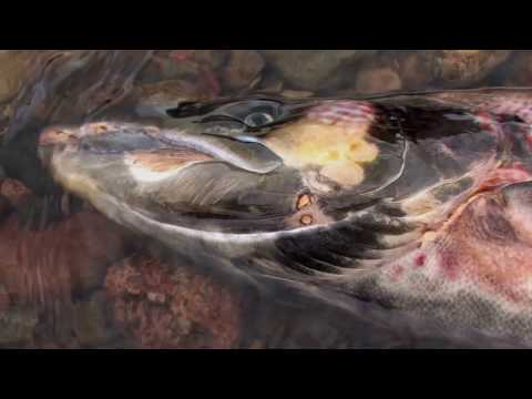 旅の終わりへ: タイセイヨウサケのライフサイクル