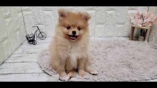 ポメラニアンの動画01