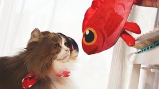 #63 鯛とご対面にゃ!「ふにゃ~り日和」