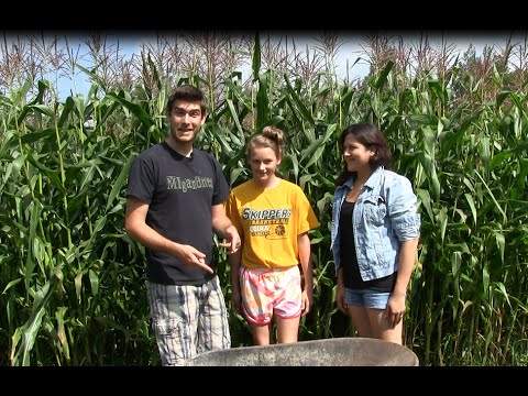 Harvesting Corn - When and How to Harvest Corn | MIgardener Video