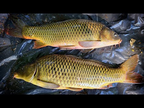 24 HOURS OF FALL FISHING: IN SEARCH OF WILD RIVER CARP