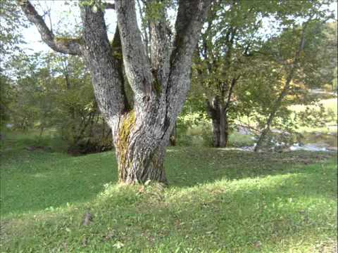 Kurzemes meži šalc