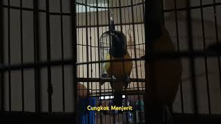 Download lagu CUNGKOK Tembakan MENJERIT mp3