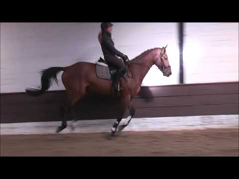 CALIMERO 3j. v. Cellestail - Lincolm L (erste Sprünge unter dem Sattel)