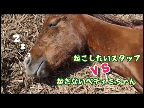 , title : '寝る馬VSスタッフ　戦いの記録'