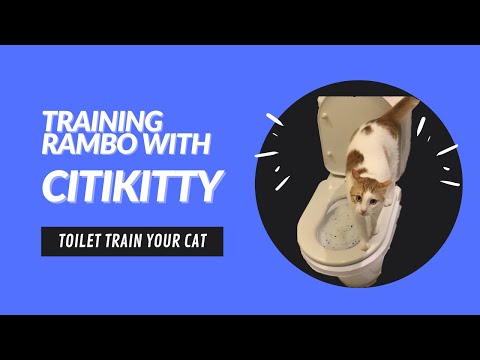 I tried toilet training my cat with CitiKitty